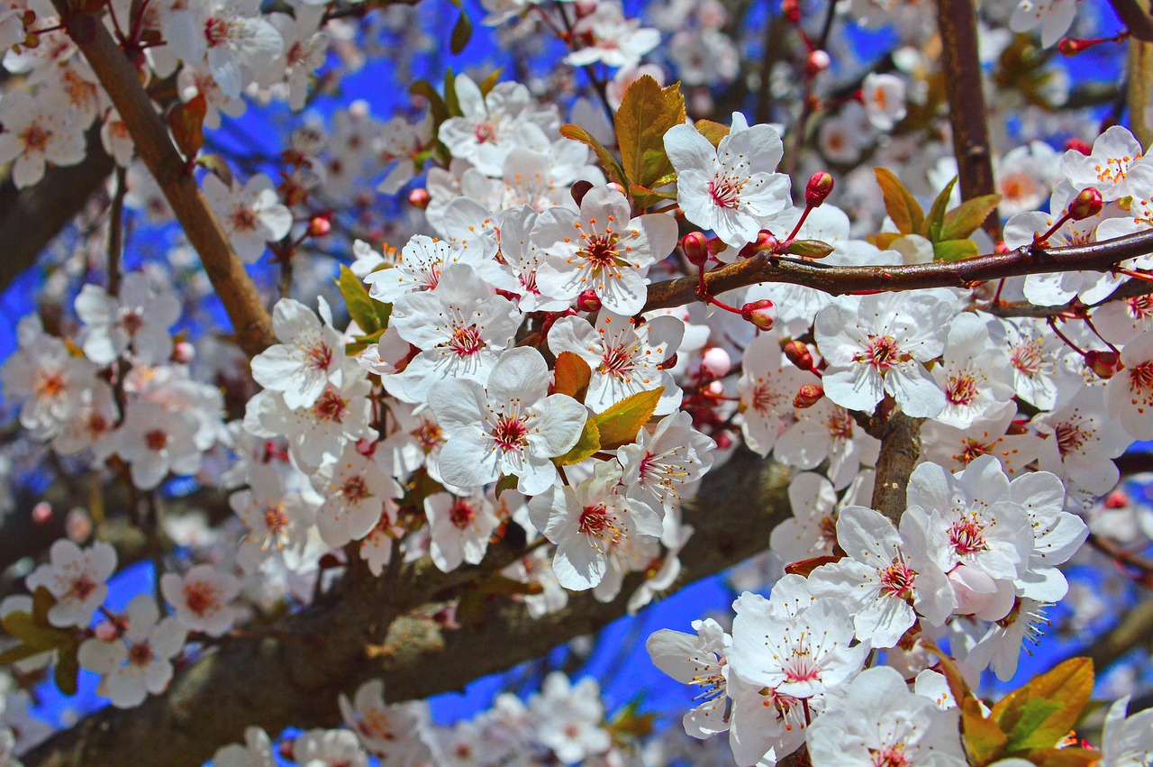 最新清新图片,探索美丽世界的无限魅力